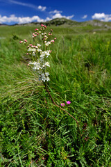 Fern-leaf dropwort // Kleines Mädesüß (Filipendula vulgaris) - Vražje jezero, Durmitor National Park, Montenegro