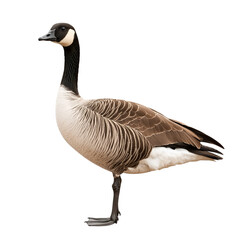 Canadian Goose wild bird watching isolated on a transparent background
