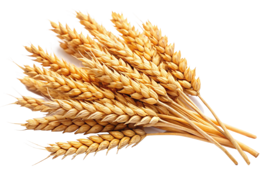 wheat ears isolated on white background