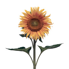 Beautiful sunflowers on Transparent Background.