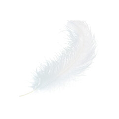 Fototapeta premium white swan feather isolated on transparent background