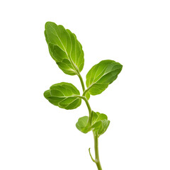 Oregano plant stem for the herb bunch