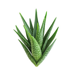 Aloe vera plant on a clean transparent background showcasing its vibrant green leaves and unique shape, Aloe vera on transparent background