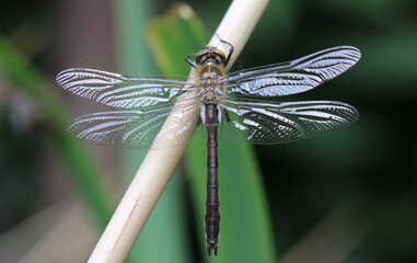 Falkenlibelle - Downy Emerald