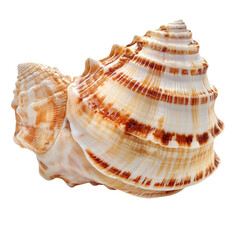 Obraz premium Sea shell isolated on a transparent background