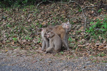 Beautiful nature, forest, mountains, meadows in summer.