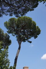 Pinus pinea