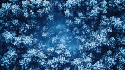 Obraz premium Aerial view of frosted trees, creating a serene winter landscape.