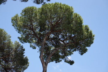 Pinus pinea