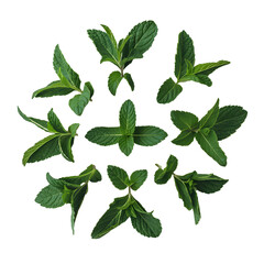 Fresh mint leaves transparent.
