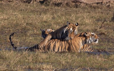 Tigers in the flood plain
