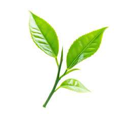 Fototapeta premium Young tea leaves isolated on a transparent background showcasing their vibrant green color and fresh appearance, young tea leaves isolated on transparent background