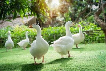 A group of white ducks are standing on a green lawn. The ducks are all facing the same direction, and they are all standing close together. The scene is peaceful and serene