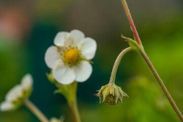 Strawberry blossom plant in close up view with bokeh blurry background