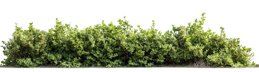 Obraz premium Beautiful Garden Bushes Isolated on Transparent Background