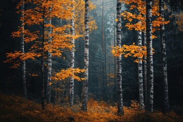 Fototapeta premium A serene autumn forest with vibrant orange leaves and misty ambiance.