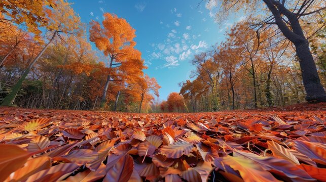A vibrant autumn scene with a carpet of fallen leaves and a clear blue sky, in a dense forest