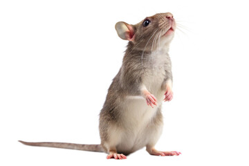 rat on white background