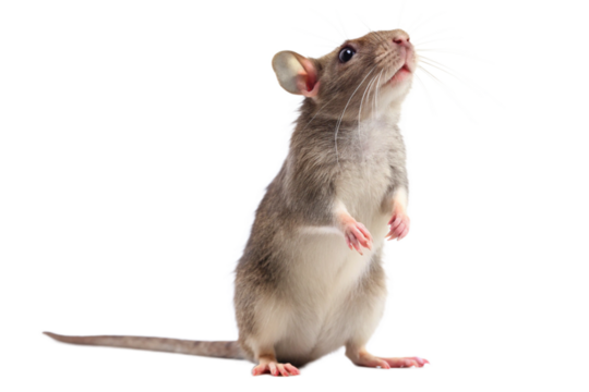 rat on white background
