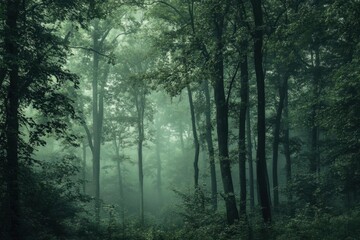 Fototapeta premium A misty forest scene with dense trees and lush greenery.