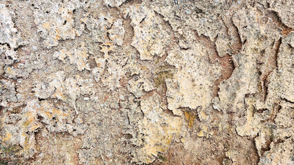 Weathered Texture: A close-up of a textured surface, revealing the intricate details of time and nature's artistry.