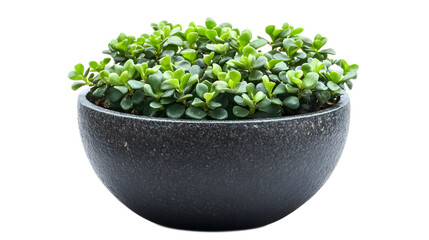 Fototapeta premium Black pot jade on a transparent background. isolated background.
