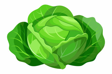 fresh cabbage vector illustration