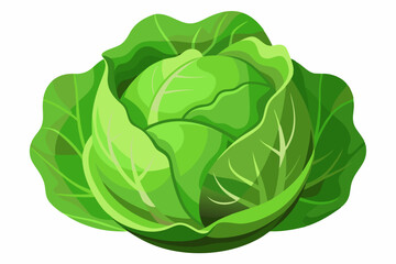 fresh cabbage vector illustration