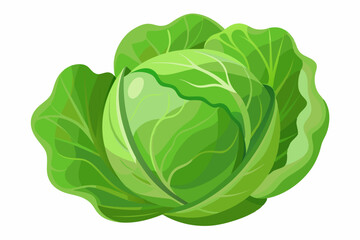 fresh cabbage vector illustration