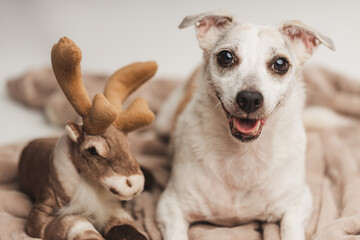 White funny jack russell terrier dog lying on a blanket