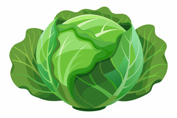 Obraz premium fresh cabbage vector illustration