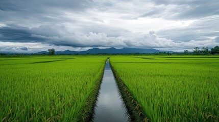 Lush green rice fields with a water channel under a cloudy sky.