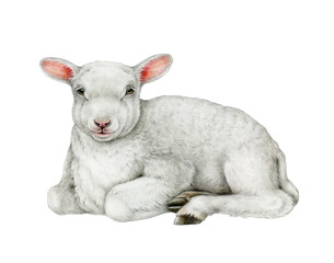 Fototapeta premium Resting lamb lying down, isolated on white on white background. Hand-painted vintage style illustration with soft textures, perfect for farm, nursery, spring themes, prints and children’s design.