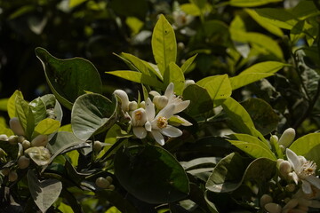 Close up of orange flower