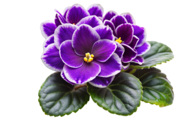 flower isolated on white background