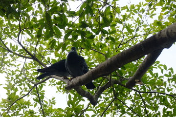 鳩