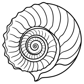 recommend clip art: Nautilus shell line art vector illustration