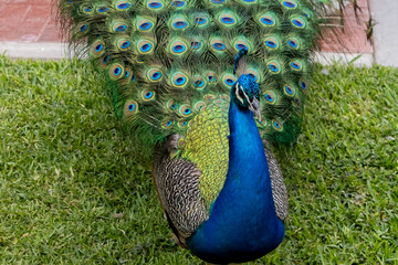 Obraz premium close-up of peacock body with feathers spread out