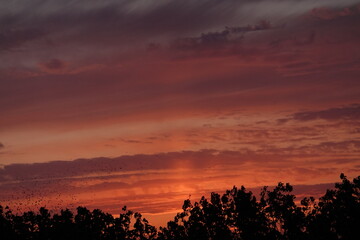 sunset between trees