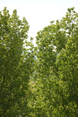 tree leaves in spring