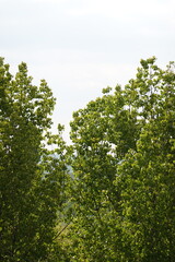 Fototapeta premium tree leaves in spring