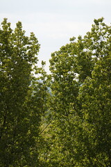 tree leaves in spring