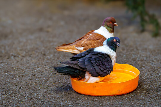 Two Strasser pigeons, a breed of fancy pigeon developed over many years of selective breeding. A red and a blue specimen and an orange bowl