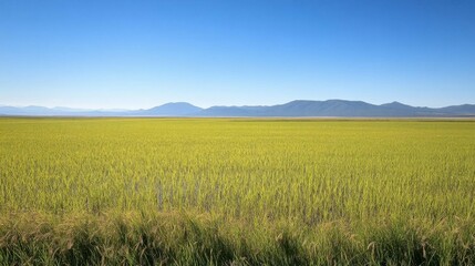 Fototapeta premium Expansive green rice field under a clear blue sky with distant mountains.