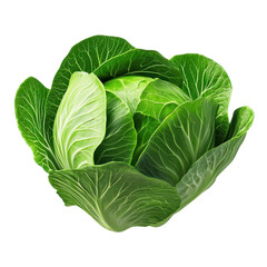 Obraz premium Fresh green cabbage with vibrant leaves on a black background.