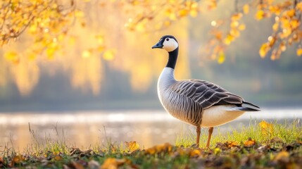 Obraz premium Goose by Autumnal Lake