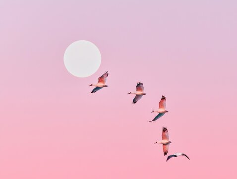 Silhouette of a flock of birds flying across the moonlit sky symbolizing freedom motion and balance in nature