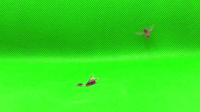 spider on a leaf