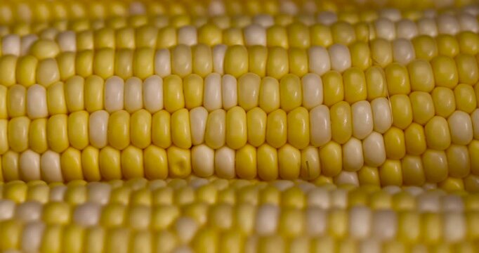 peeled corn cob with yellow and white seeds of different sizes and shades, sweet corn for cooking and cooking with juicy yellow grains