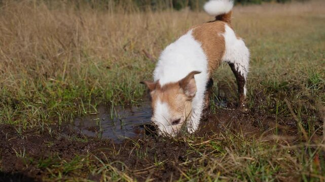 A Jack Russell Terrier digs energetically in a muddy field, displaying its natural curiosity and playful spirit. The muddy surroundings and the dog enthusiastic activity the joy of exploration.